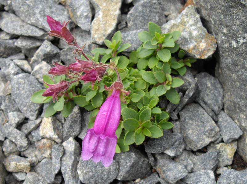 Penstemon rupicola photo